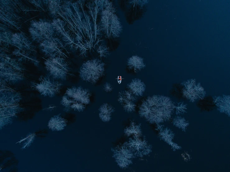 a person is standing on top of the trees