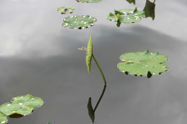 a frog is laying on top of a lily pad