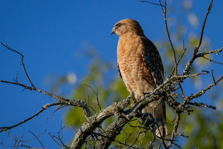 a red - tail hawk sitting on a bare tree nch