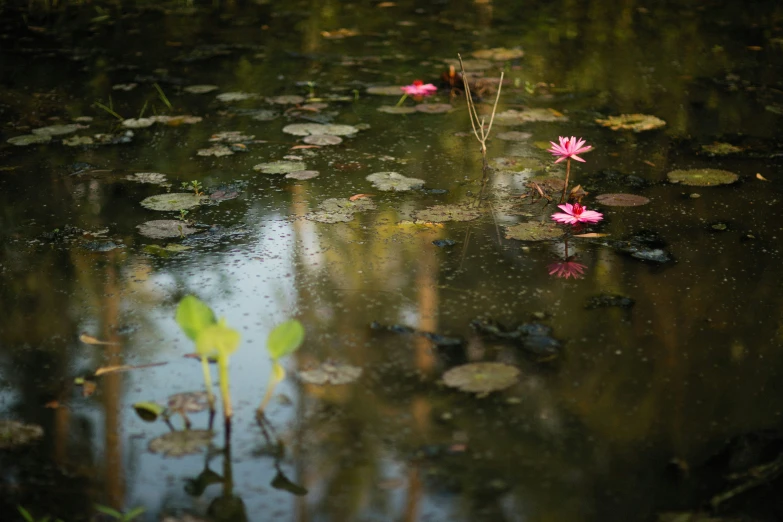 some water lily's floating on the surface of the water