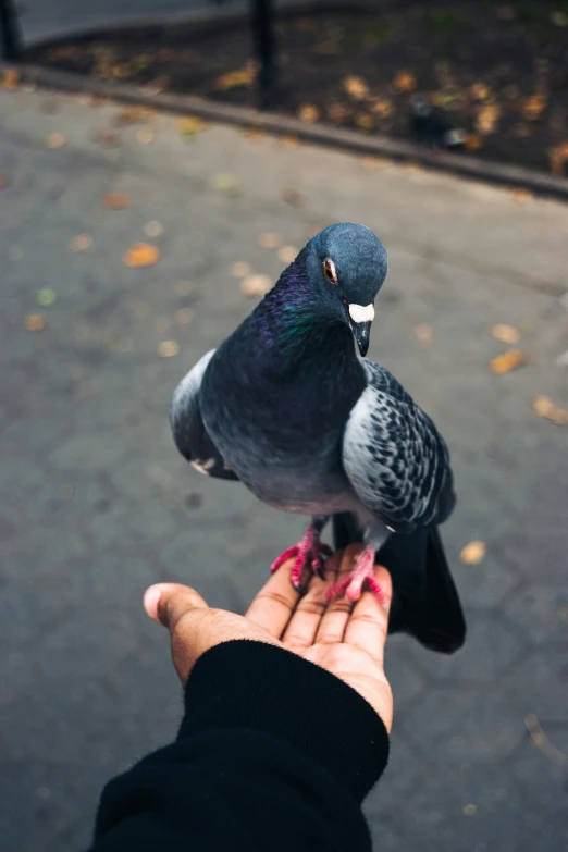 a pigeon sitting on a persons hand in the park