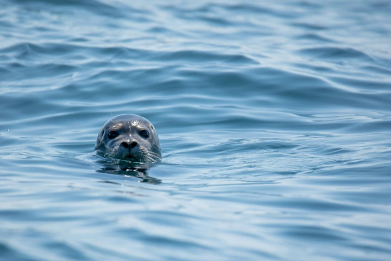 a seal is swimming in the ocean waters