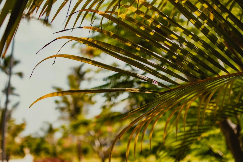 the nches of a palm tree in front of some green trees