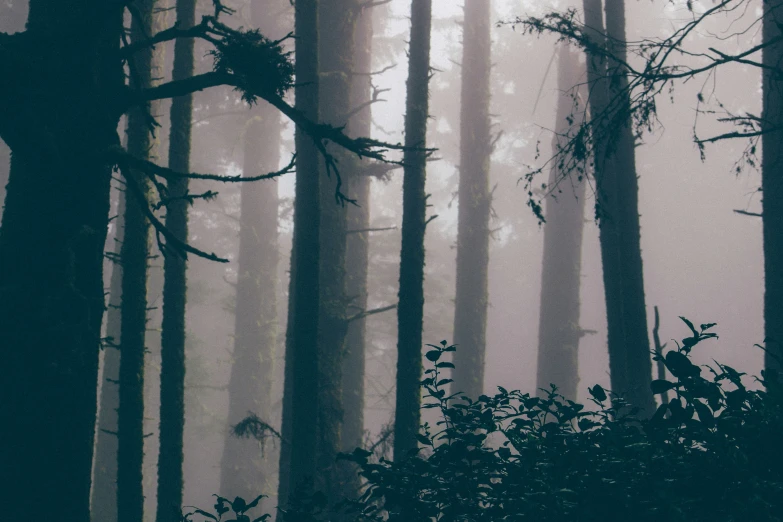 a foggy forest with tall trees and a bench