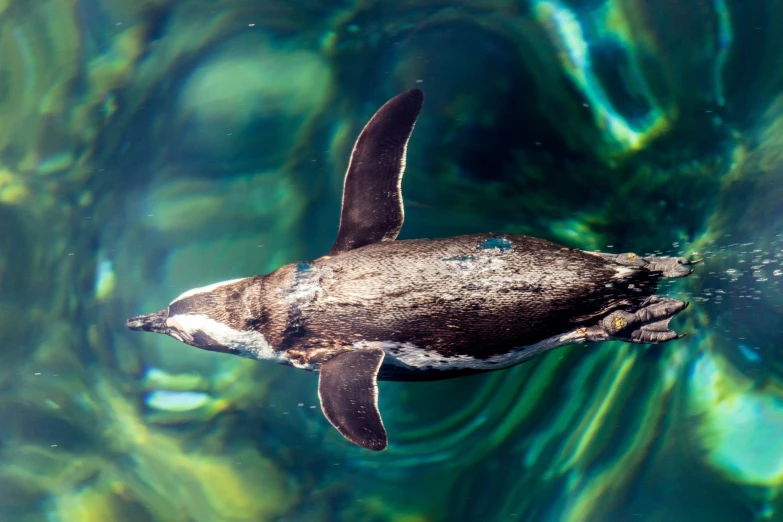 a duck swims in the water with green bubbles on its side