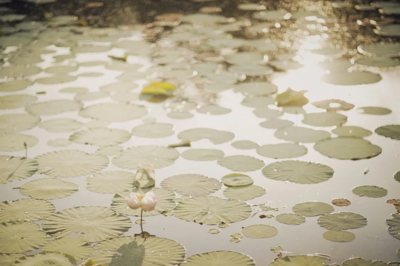 a bird is perched on lily pads in the water