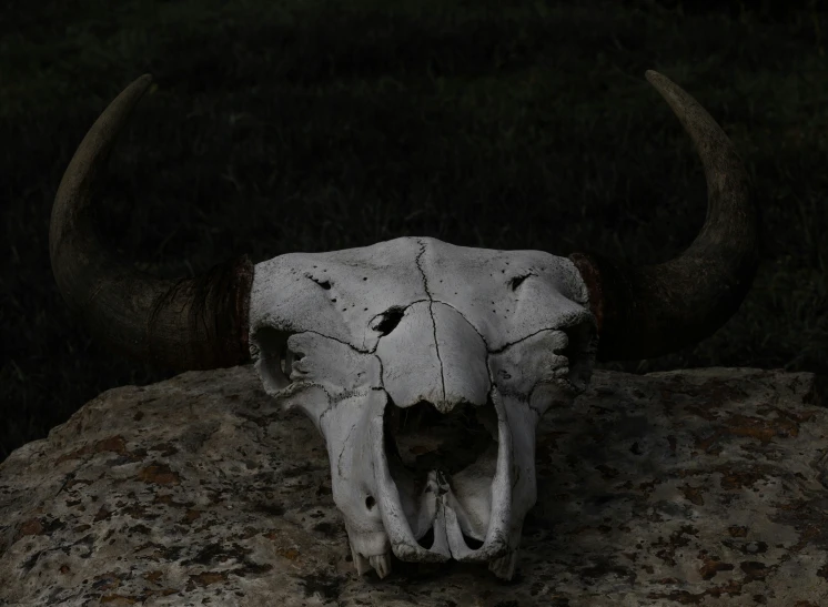 a skull with two horns and a face