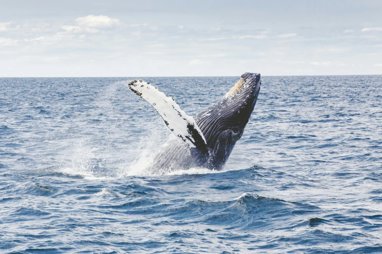 the whale is diving up into the water