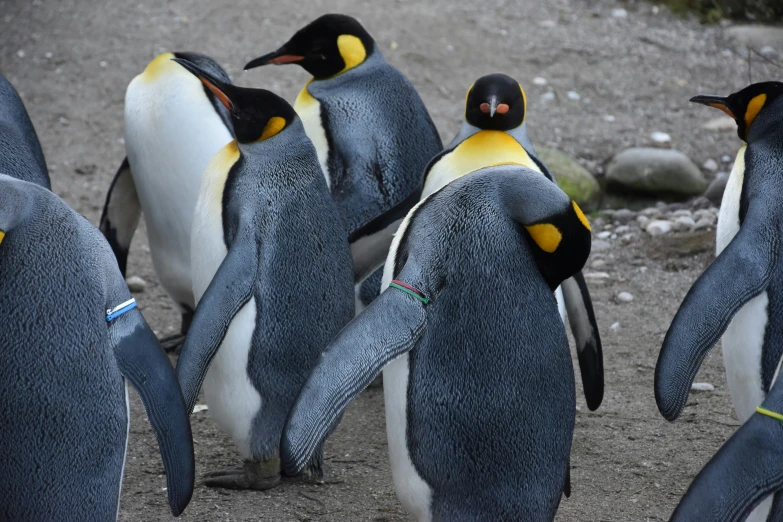 several penguins standing in line and one with a blue eyes