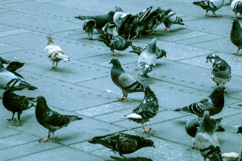 a flock of birds are standing on the floor