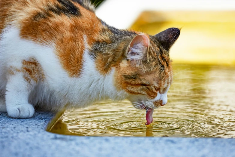 a calico cat drinking from a fountain filled with water