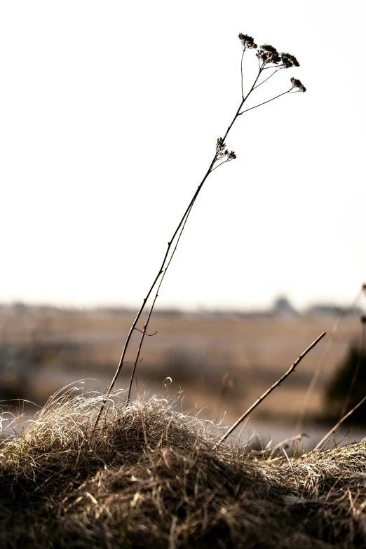 there is a dry grass plant that is in the grass