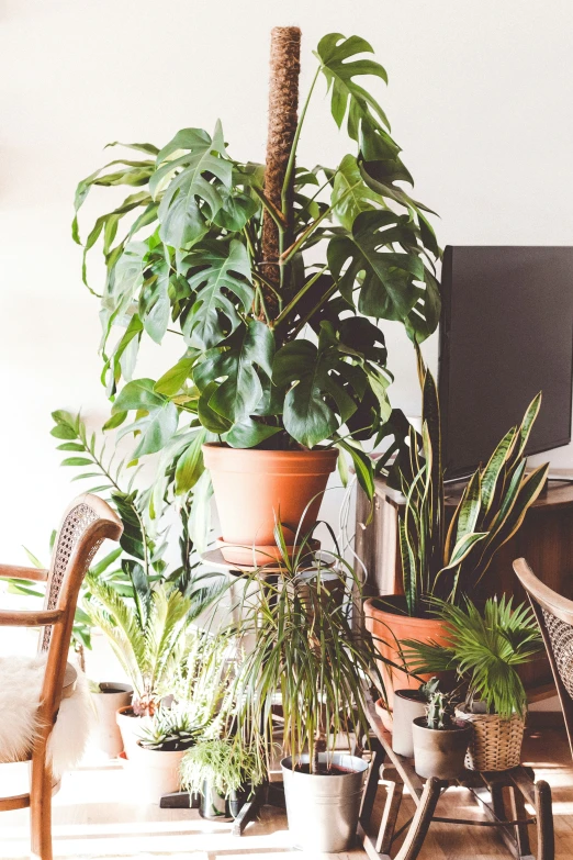 there is a tall green plant growing in a room