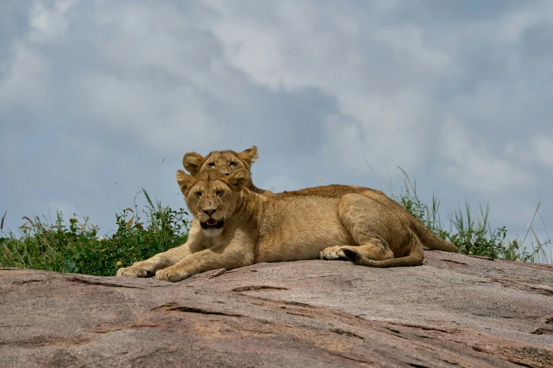 two lions sit on top of a large rock