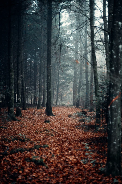 a path in a forest with leaf on the ground