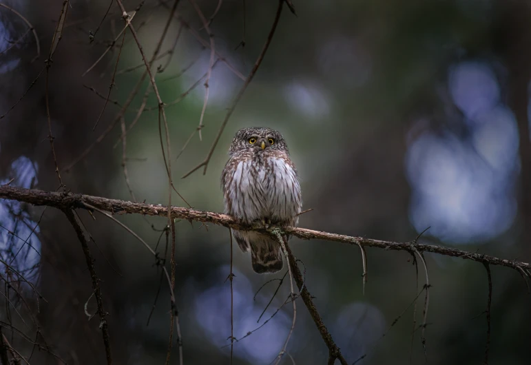 an owl sitting on a nch in the wilderness