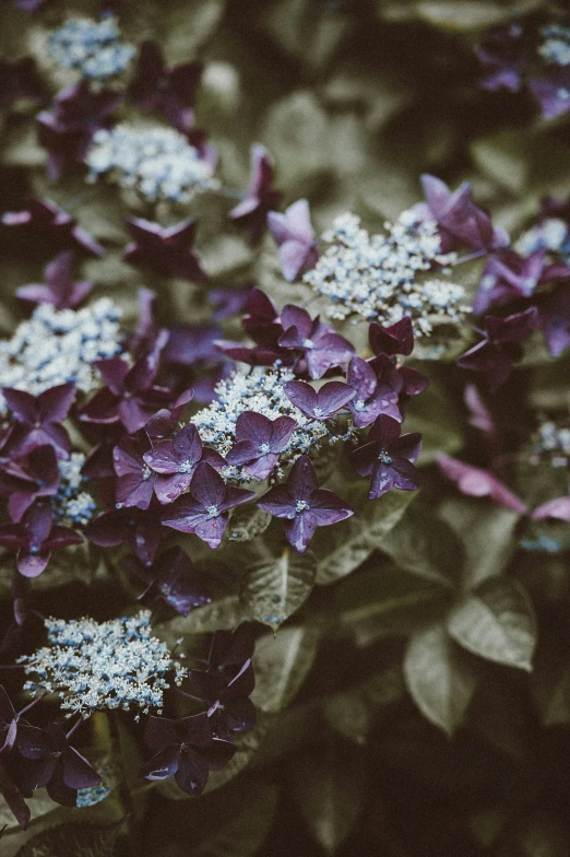 flowers with white and purple stems on them