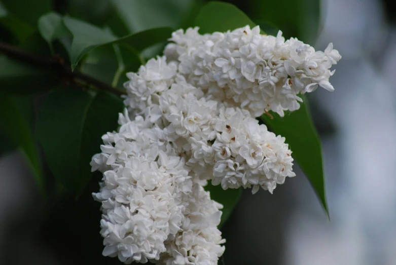 close up image of large white flowers on a green tree