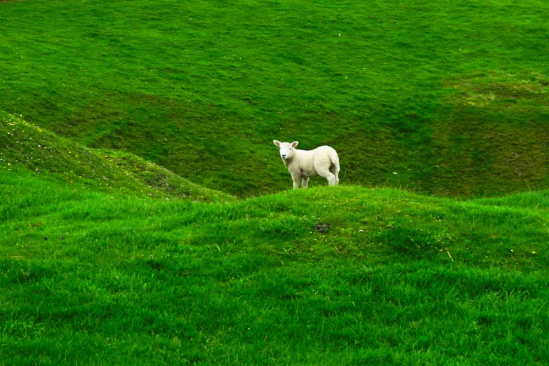 a single sheep standing on green grass covered hillside