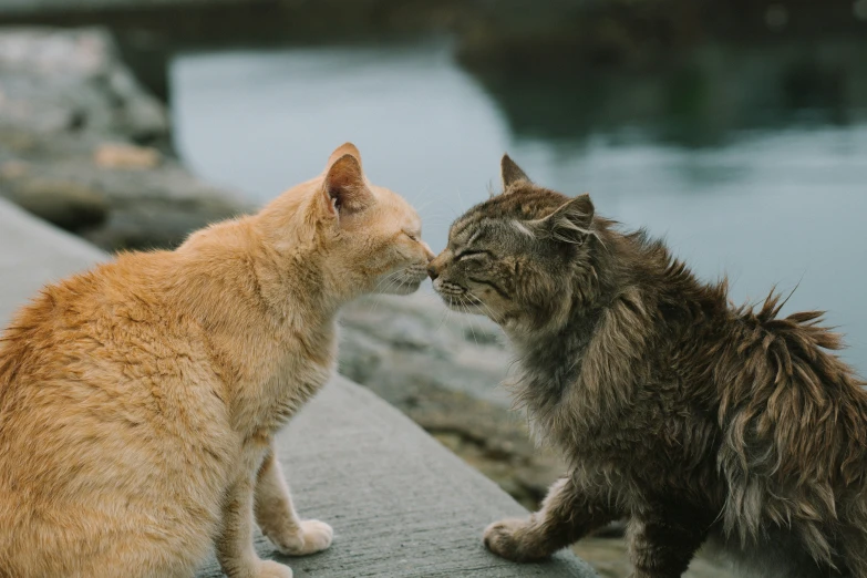 there are two cats touching noses next to the water