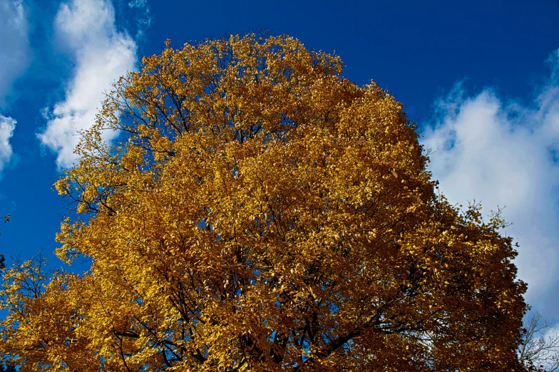 two trees with yellow leaves in a blue sky