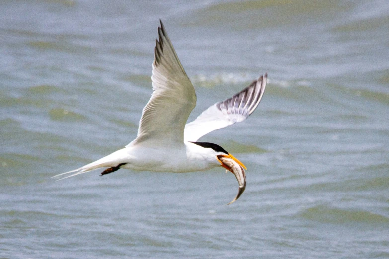 a seagull flying over a large body of water