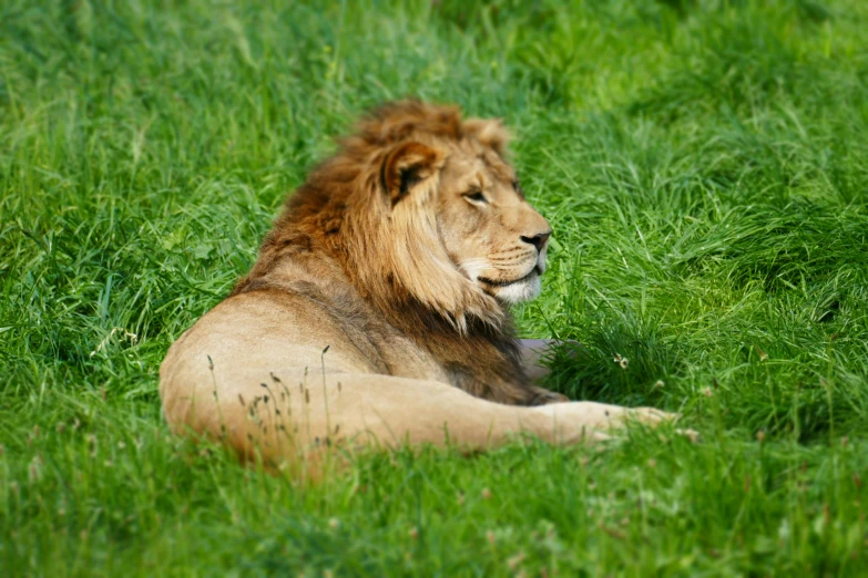 lion sitting on the ground in green grass