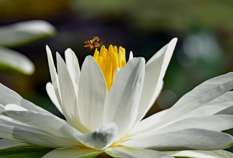 a honey flys from the center of a water lily