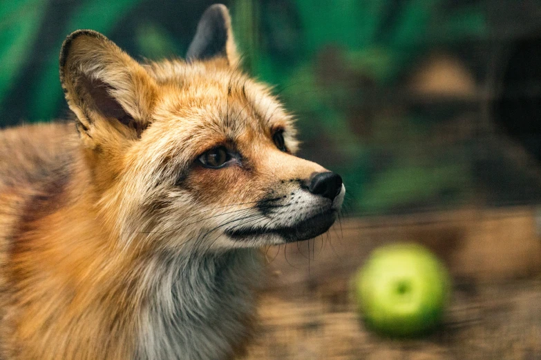an orange fox looking at soing in the distance