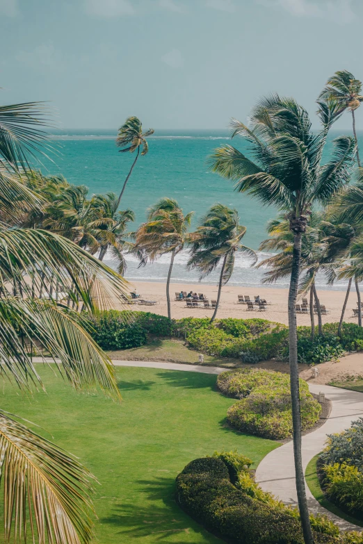 a green lawn on a beach is surrounded by palm trees