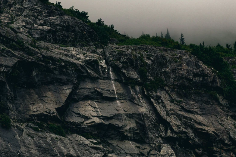 two birds perched on rocks near a tall tree