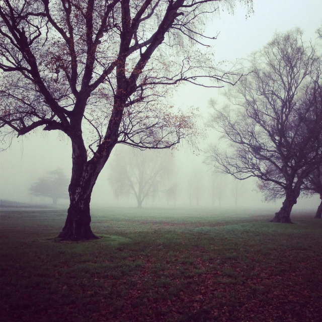 a grassy field in a park is surrounded by trees