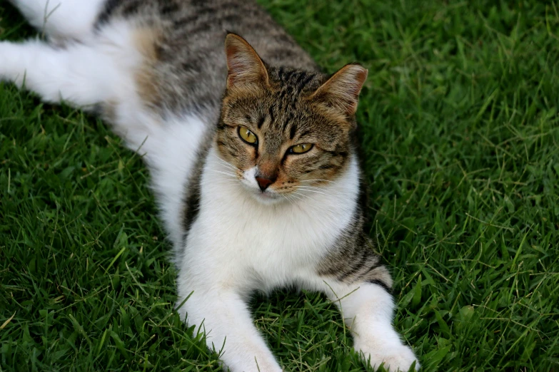 a grey and white cat sits in grass