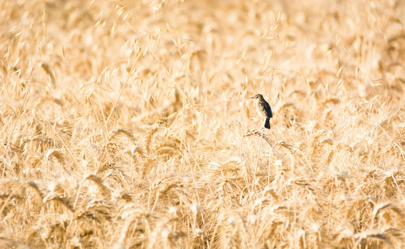 an image of a bird standing in the middle of a wheat field