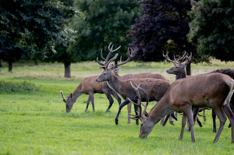 several deer standing together in the grass grazing