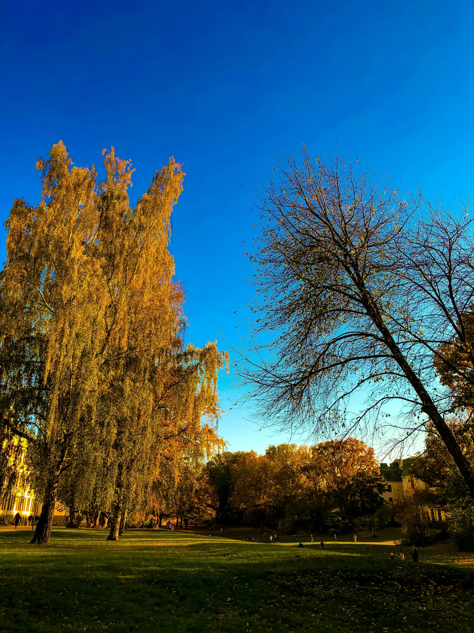 two tall trees in the middle of an open field