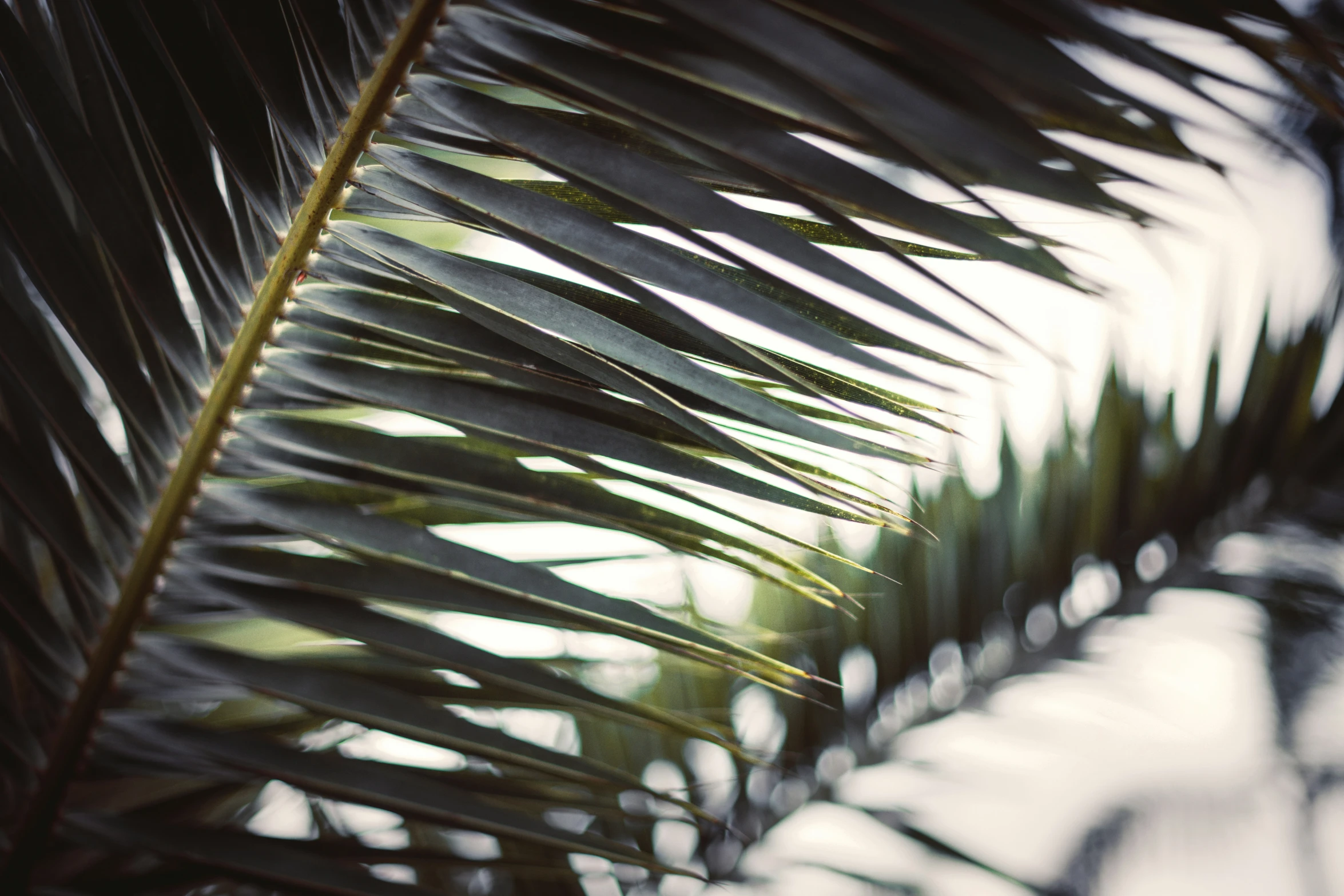 a palm tree nch with green leaves against a clear sky