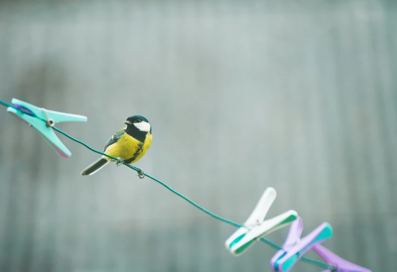 an odd looking bird is sitting on some wire with scissors