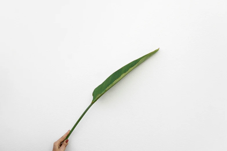 someone holding a single green leaf in a white wall