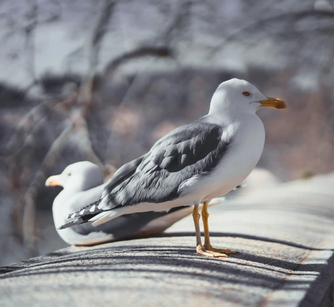 a couple of white birds sitting on top of a cement surface