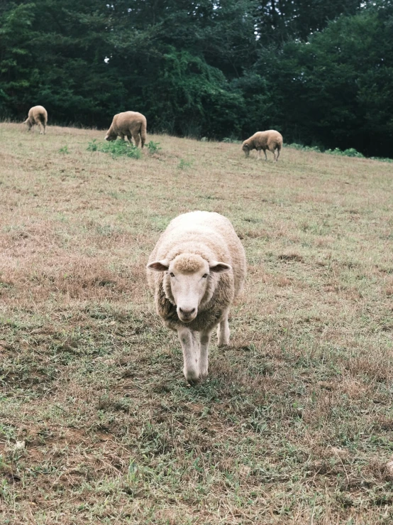 a sheep is standing on grass looking forward