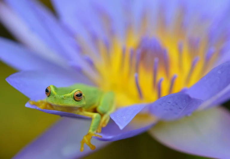 there is a small frog that is sitting on the purple lily