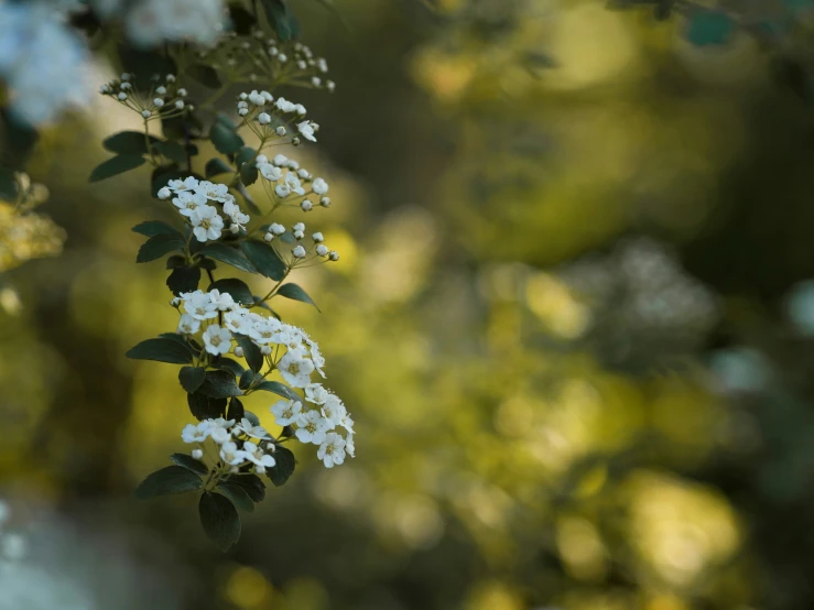 white flowers on tree with some trees behind them