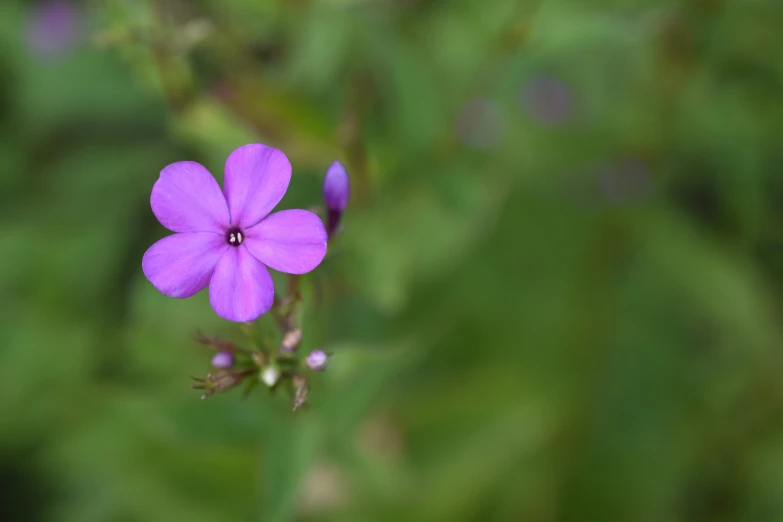 purple flower surrounded by lots of green leaves