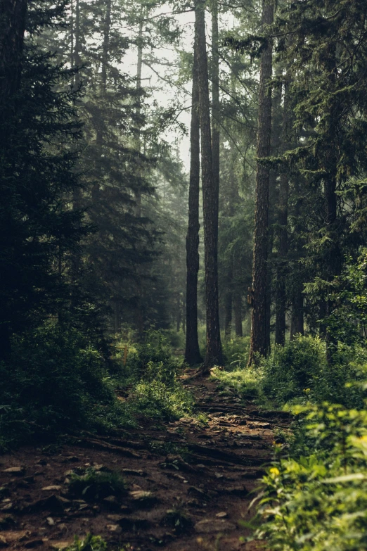 the path through the forest leads to a path with signs