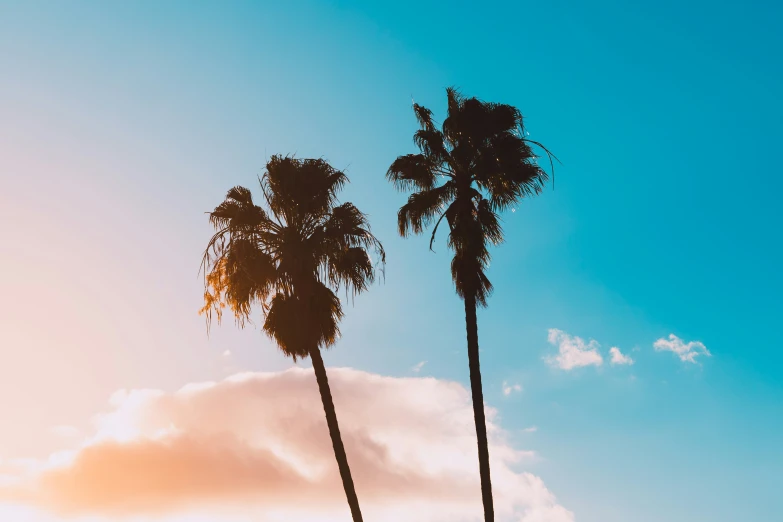 two tall palm trees standing in front of a blue sky