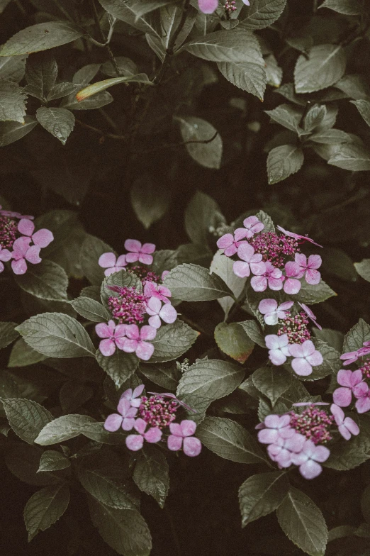 this is a po of small pink flowers