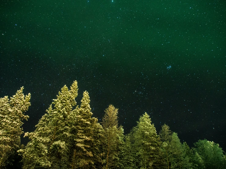 a green forest with the stars above it