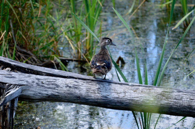 a bird that is perched on a tree limb