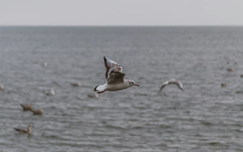 seagulls are flying over the large body of water